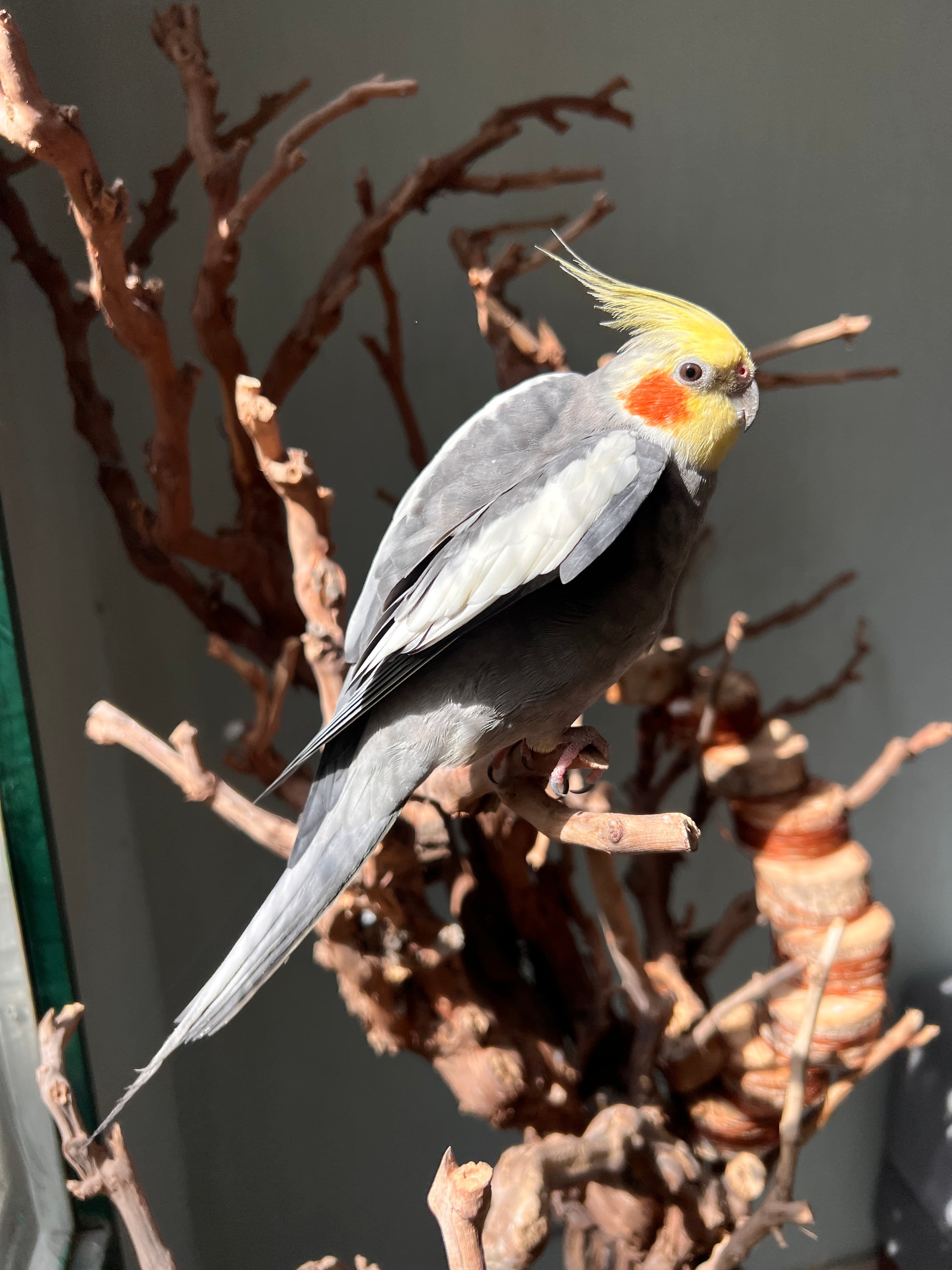 عکس جامعه از خانههای نمکینگ 3
