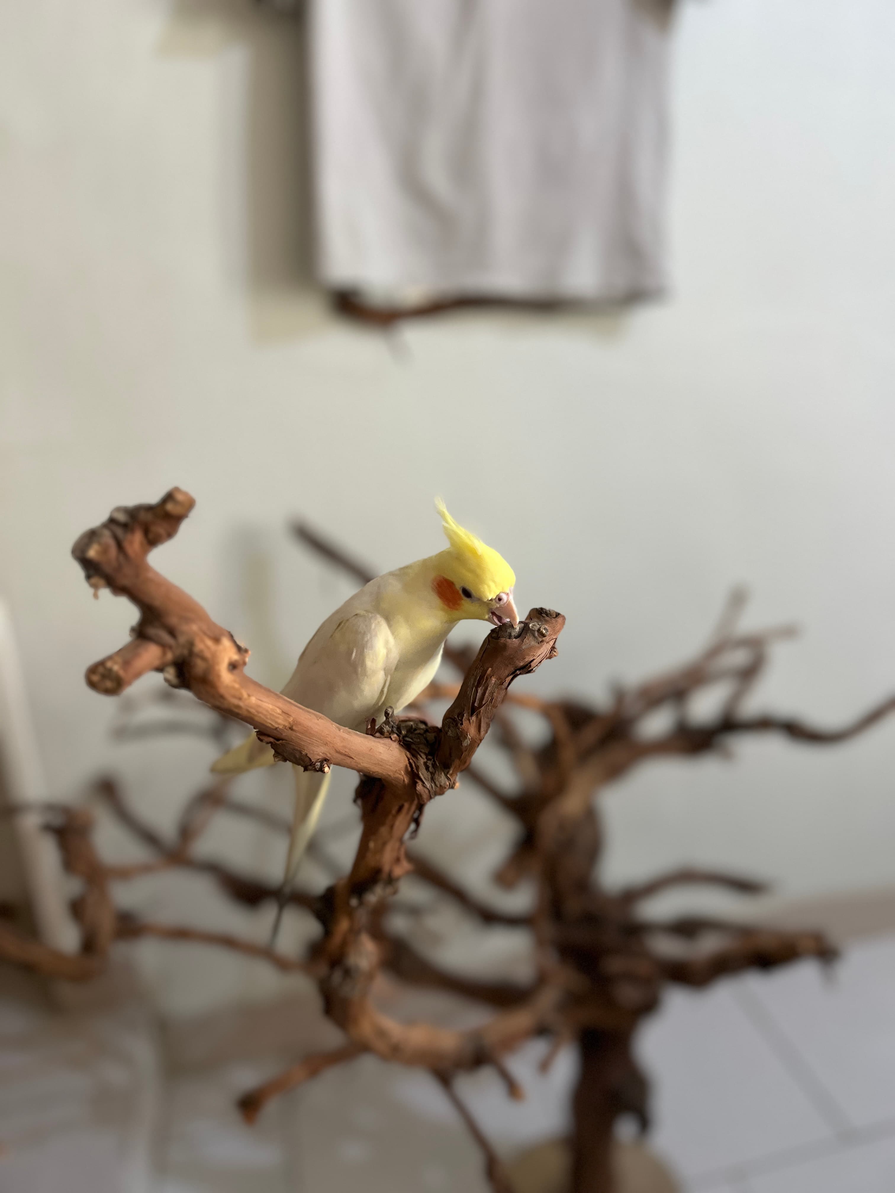 عکس جامعه از خانههای نمکینگ 5