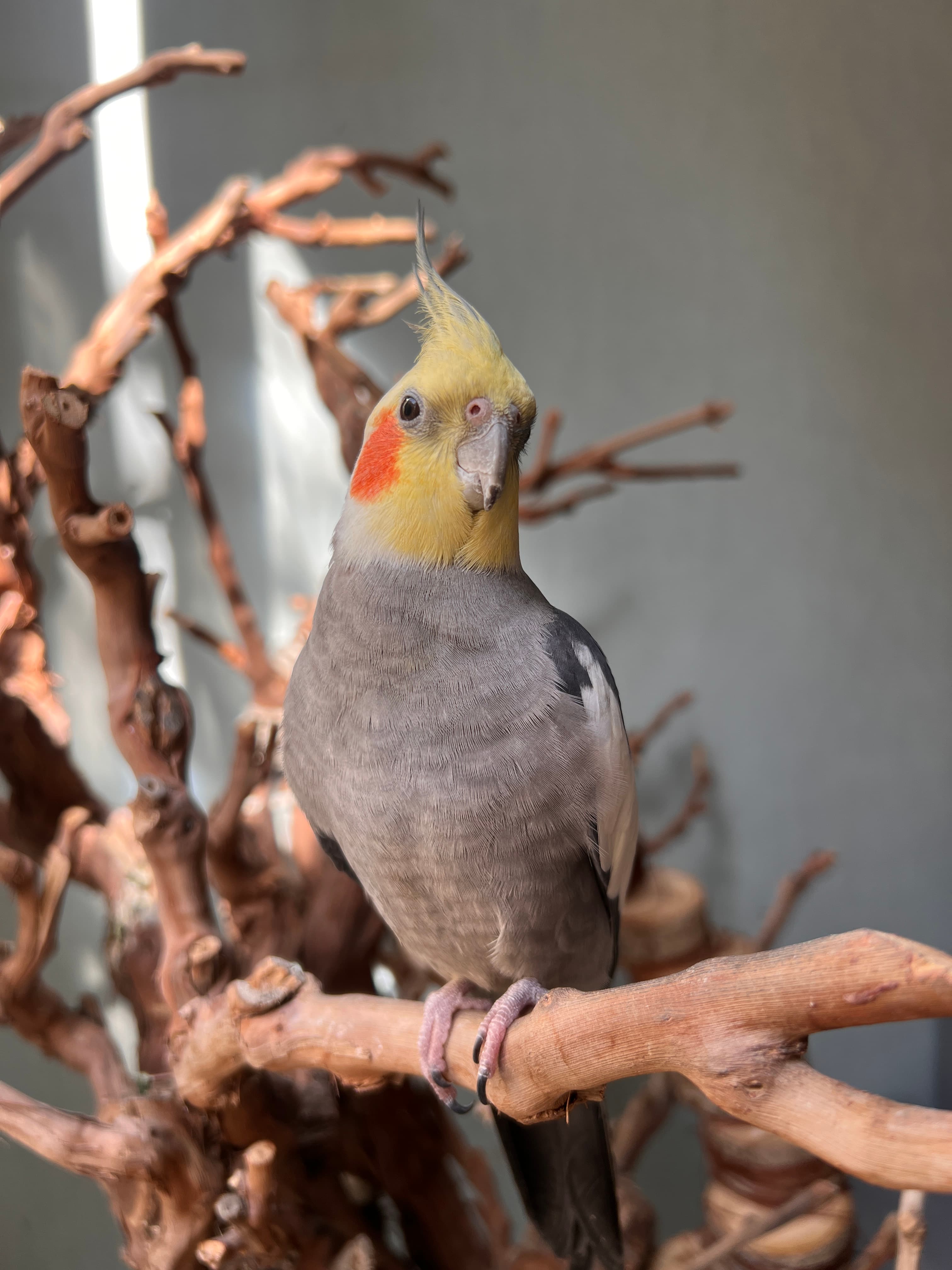 عکس جامعه از خانههای نمکینگ 8